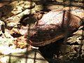 python in Bohol, Philippines (Python reticulatus)