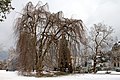 Fagus sylvatica pendula