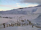 Pingüín de Adelia en Cabo Crozier