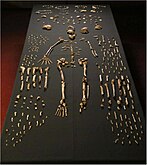 'n Skelet van Homo naledi