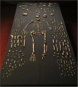Homo naledin fossiileja.