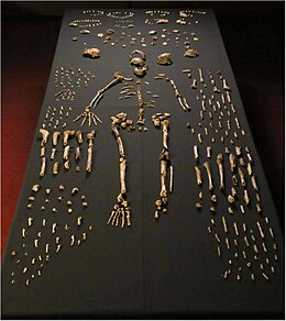 Homo naledi