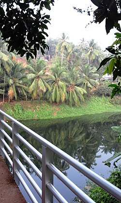 Nochikkad Kadavu Bridge, Mavoor