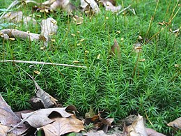 Liekninis gegužlinis (Polytrichum formosum)