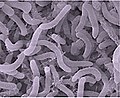 Image 33Pelagibacter ubique of the SAR11 clade is the most abundant bacteria in the ocean and plays a major role in the global carbon cycle. (from Marine prokaryotes)