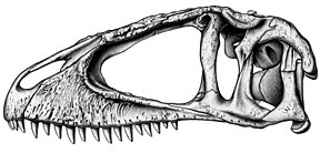 Reconstrução do crânio de Carcharodontosaurus saharicus