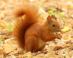 La couleur rousse à brune de l'écureuil le rend discret en automne dans les feuillus et au sol lorsqu'il enterre ses graines ou mange des champignons souterrains[2], chaque individu semblant par ailleurs avoir des préférences alimentaires marquées[3] ; ici en Pologne (Parc Lazienki, Varsovie).