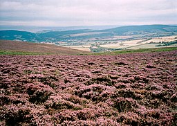 Lyngklædte bakker i Exmoor