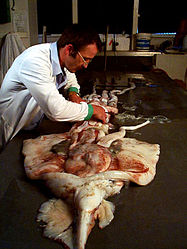 A small (1 m ML; 30 kg) but fully mature male being examined by Steve O'Shea on 28 February 1999, during the "In Search of Giant Squid" expedition
