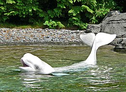 Fogságban tartott beluga