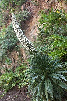 Echium simplex k2.jpg