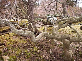 Japanese Garden