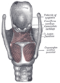 Muscles of larynx. Posterior view.