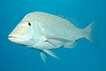 Longface emperor (Lethrinus olivaceus)