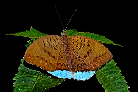 Dorsal view