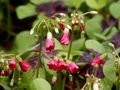 Blütenstand des Glücksklees (Oxalis tetraphylla)