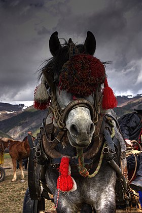 Image illustrative de l’article Cheval en Bulgarie