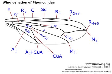 Venación alar de Pipunculidae. Venas longitudinales: C: costa; Sc: subcosta; R: radio; M: media; Cu: cúbito; A: anal. Venas transversales: h: humeral; r-m: radio-medial; m-m: medial; m-cu: medio-cubital. Celdillas: d: discal; br: primera basal; bm: segunda basal; r1: marginal; r3: primera submarginal; cup: celdilla cup.