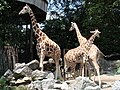 Sekawan zirafah di Zoo Negara, Malaysia.