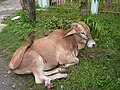 Philippine cow (Epinephelus areolatus; baka in Tagalog and Visayan)