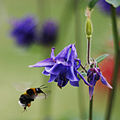 Abelha voando a uma Aquilegia vulagris.