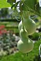 Pear-shaped bottle gourd in Seoul, Korea