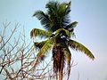 A coconut tree in Kerala