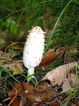 Gauruotasis mėšlagrybis (Coprinus comatus)