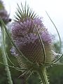 Dipsacus fullonum (head)