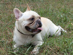 Crema Bouledogue français