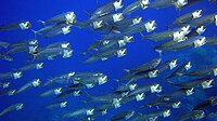 School of adult Indian mackerel ram feeding on macroplankton