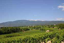 Le vignoble d'appellation Ventoux sur la commune de Flassan