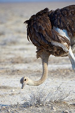 Common ostrich (struthio camelus) near Okaukuejo in Etosha