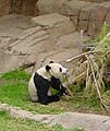 Bambukai - didžiųjų pandų pagrindinis maisto šaltinis