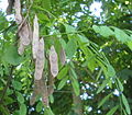 Robinia pseudoacacia