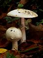 Dünnfleischiger Anis-Egerling (Agaricus silvicola)