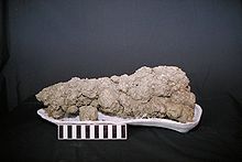 Coprolite.jpg