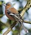 erdei pinty (Fringilla coelebs)