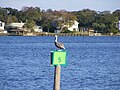A Brown Pelican rests on a navigation marker near Ormond Beach.