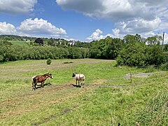 Pferdeweide oberhalb des Bachtales der Junkersbeck