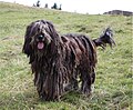 Bergamasco på arbejde