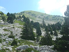 Paysage de montagne avec prairies caillouteuses et sapins.