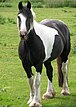 A black and white horse
