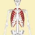 Costillas Humanos (en rojo). Consta de 24 costillas. Izquierda y derecha de la primera costilla hasta duodécima costilla.
