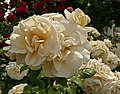 Rose 'Lions Rose'