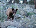 Cadell fotografiat a l'oest de Boulder (Colorado), Estats Units