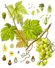 Vitis vinifera, Köhler's Medicinal-Pflanzen, 1887.