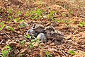 Newly hatched chicks