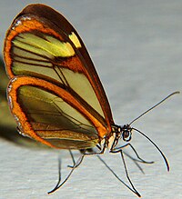 Greta oto em Avaré, em São Paulo, no Brasil