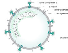 Structure of a SARSr-CoV virion